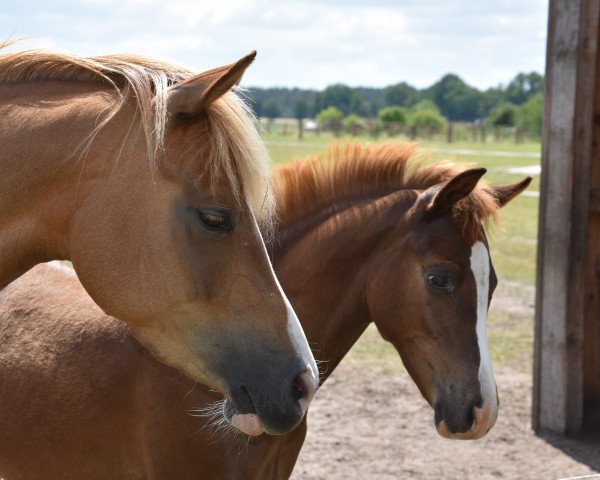 broodmare Cassinis`Collin G (German Riding Pony, 2013, from Top Carlos Cassini)