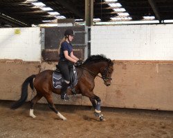 broodmare Holsteins Julienne (German Riding Pony, 2013, from Comme Ci Comme Ca 6)