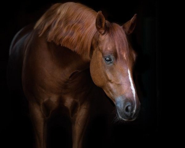 horse Disney Boy (German Riding Pony, 2013, from Danny Gold)