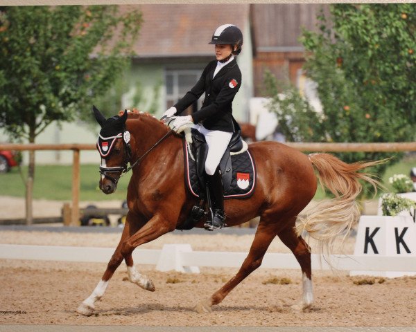 Zuchtstute Beverly MF (Deutsches Reitpony, 2003, von Bavarottie)