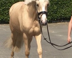 dressage horse Glückskeks 8 (German Riding Pony, 2016, from Golden West NRW)