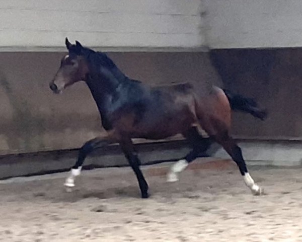 horse Cafe‘s Wilanda (Oldenburg, 2020, from Cafe au lait 2)