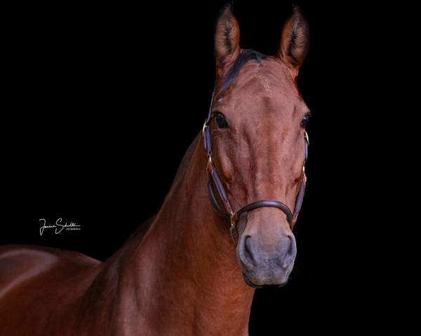 Springpaard Catriece (Hannoveraan, 2012, van Captain Morgan 4)