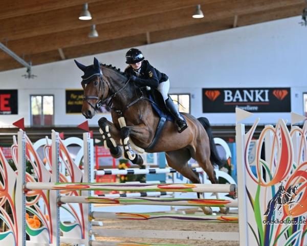 Caballo de salto Liquini (Holsteiner, 2017, de Livello)