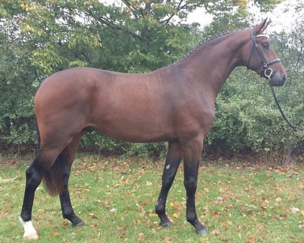 dressage horse Fino Royal Sp (Oldenburg, 2015, from Nymphenburg's First Ampere)