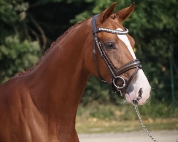 Pferd Dori Sun (Westfale, 2017, von Depeche Mode)
