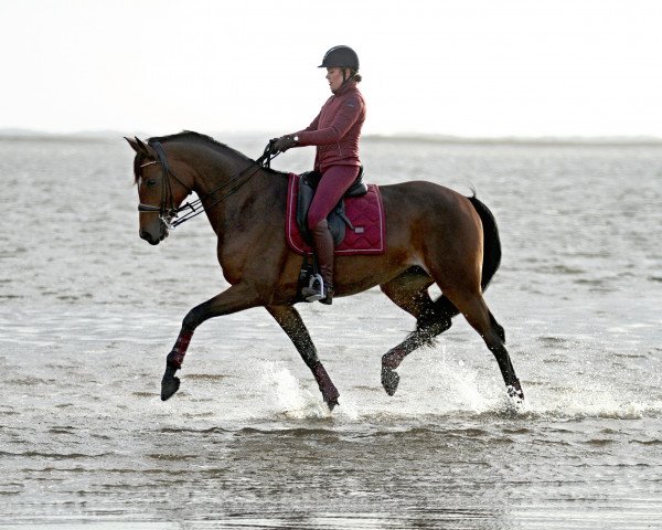 broodmare Frangipani 7 (Oldenburg, 2009, from Fürst Romancier)