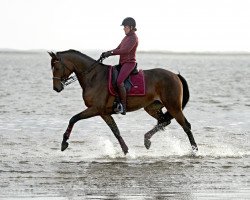 broodmare Frangipani 7 (Oldenburg, 2009, from Fürst Romancier)