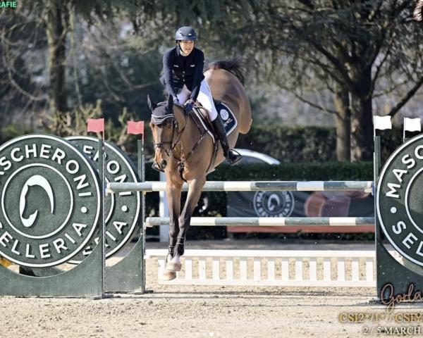 Jumper Tip Top van de Zuuthoeve Z (Zangersheide, 2016, from Tangelo van de Zuuthoeve)