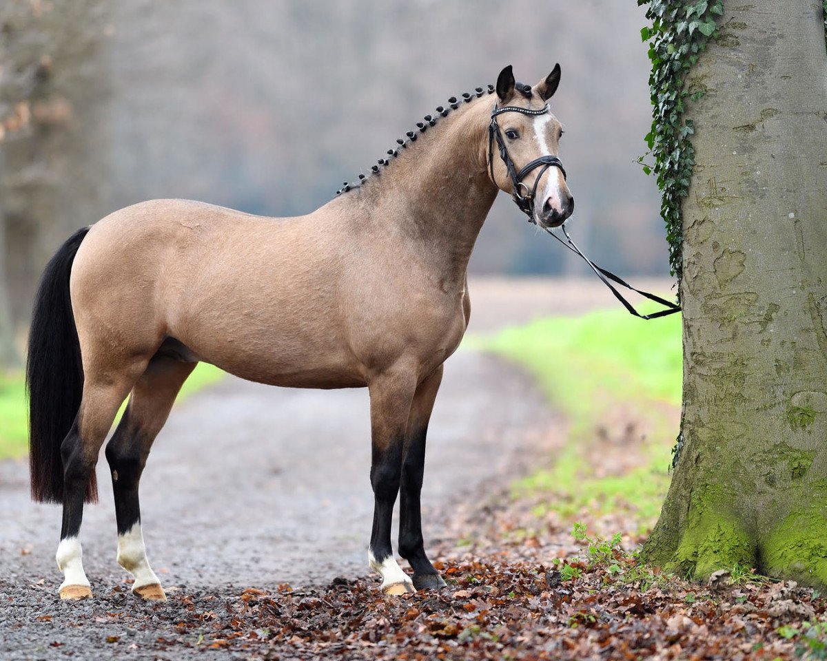 Deckhengst Magic Colour WE (Deutsches Reitpony, 2014, von The Braes My Mobility)