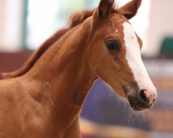 Zuchtstute Damira (Deutsches Reitpony, 2020, von Dallmayr K)