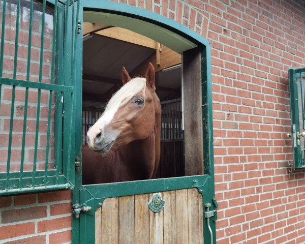 stallion Nero (German Riding Pony, 2018, from Fs Numero Uno) stallion Nero (German Riding Pony, 2018, from Fs Numero Uno)