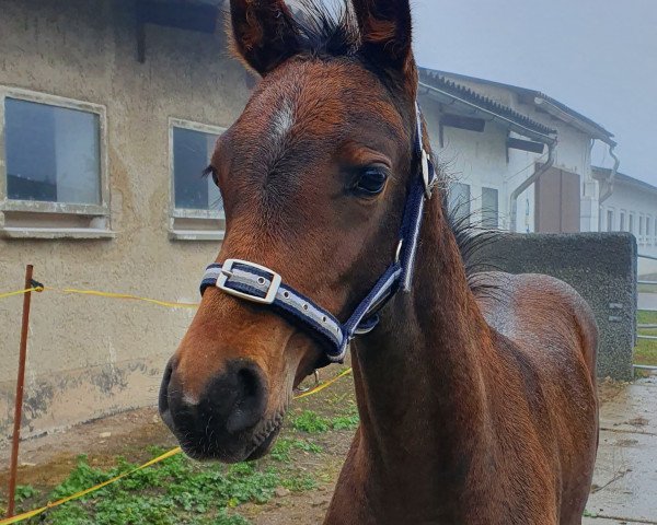 horse Contano H (German Sport Horse, 2020, from Cheetano) horse Contano H (German Sport Horse, 2020, from Cheetano)