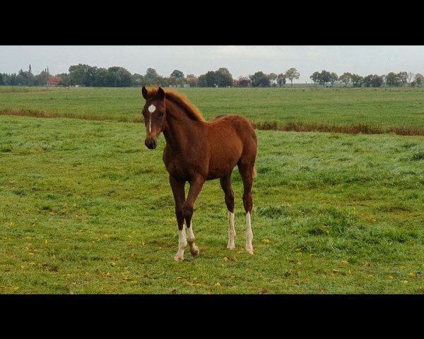 broodmare Viva Ballerina (Oldenburg, 2020, from Vivaldos)