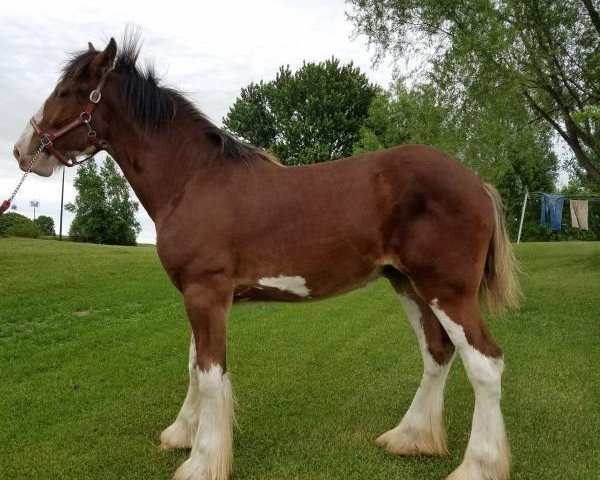 Pferd Rock-N-Hill Rocky (Clydesdale, 2017, von Pinnacle's Paxton) Pferd Rock-N-Hill Rocky (Clydesdale, 2017, von Pinnacle's Paxton)