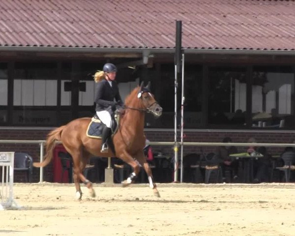 Appelhülsen 2014