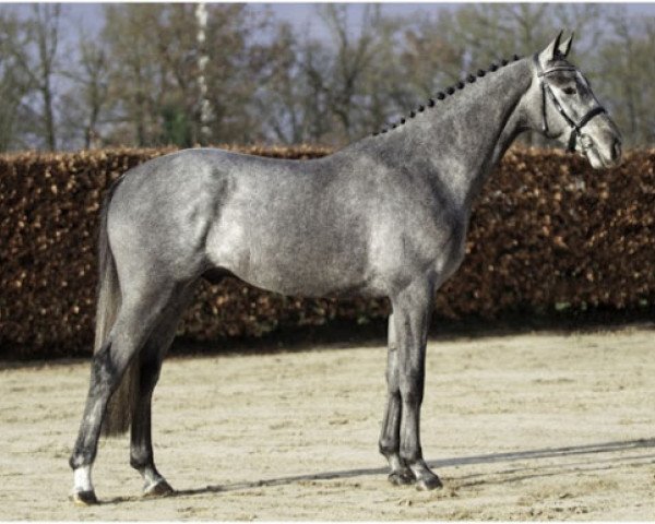 stallion Condios Cc Z (Zangersheide riding horse, 2017, from Cornet Obolensky)