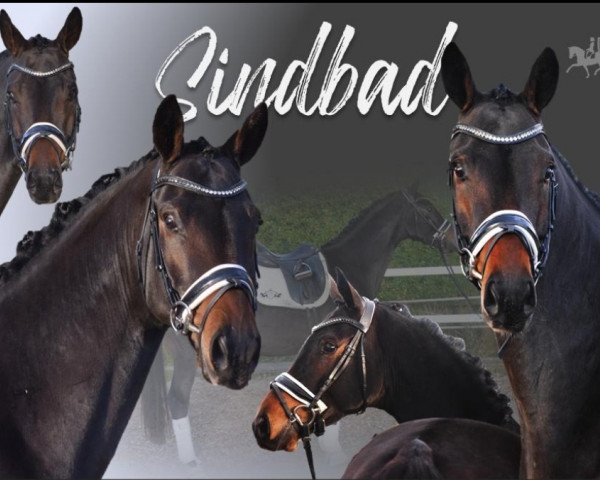 Pferd Sindbad 126 (Hannoveraner, 2015, von Spörcken)