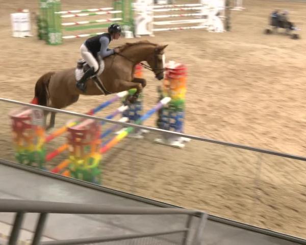 Reitturnier Stadl-Paura 2025