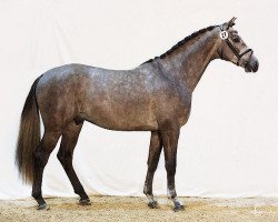 stallion Vigo (Westphalian, 2012, from Valeron)
