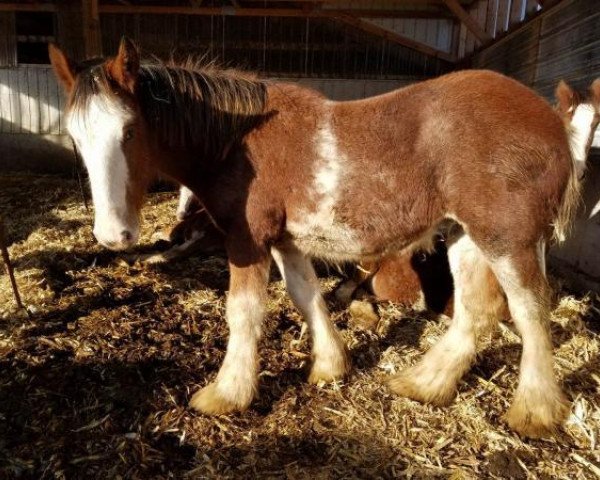 horse Rock-N-Hill Tobias (Clydesdale, 2019, from 2S Above All's Kaptain Kade)