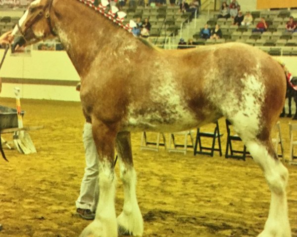 broodmare Rock-N-Hill Myra (Clydesdale, 2012, from Westedge Hiawatha Hugh)