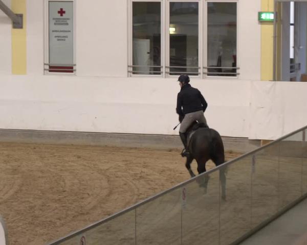 Reitturnier Stadl-Paura 2025