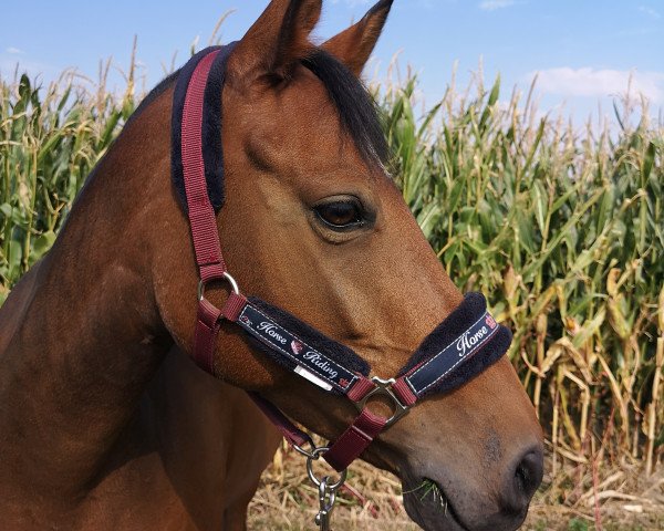 Springpferd Palina SG (Deutsches Reitpony, 2010, von Playboy)