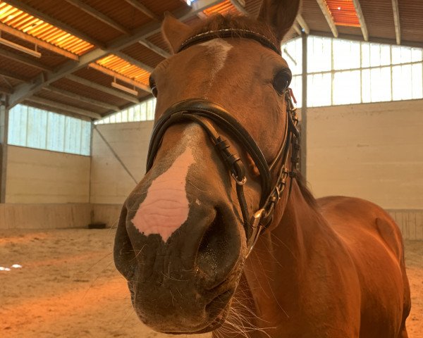 dressage horse Le Chapeau 2 (Holsteiner, 2001, from L'Ombre)