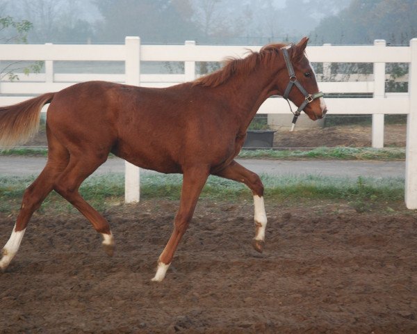 horse Florentina B (German Sport Horse, 2020, from Fuechtels Floriscount OLD) horse Florentina B (German Sport Horse, 2020, from Fuechtels Floriscount OLD)