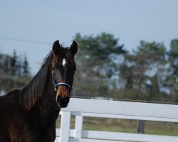 Broodmare Escarina B (German Sport Horse, 2019, from Escolar)