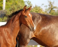 dressage horse Ballerina B (German Sport Horse, 2018, from Callaho's Benicio)