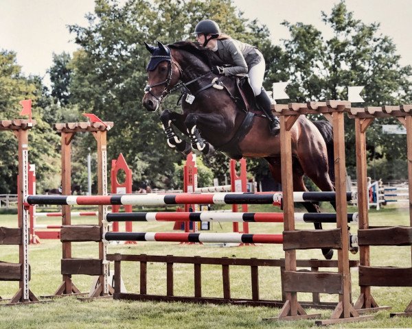 jumper Florate (Hanoverian, 2012, from Floratio)
