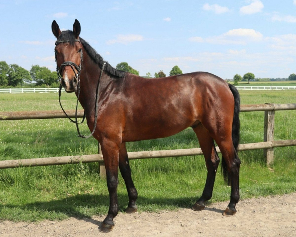 jumper Allegro B 3 (Westphalian, 2016, from All Music)