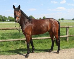 jumper Allegro B 3 (Westphalian, 2016, from All Music)