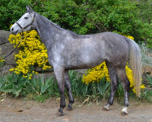 horse Falbala d'Ivraie AA (Anglo-Arabs, 2015, from Visavi d'Ivraie AA)