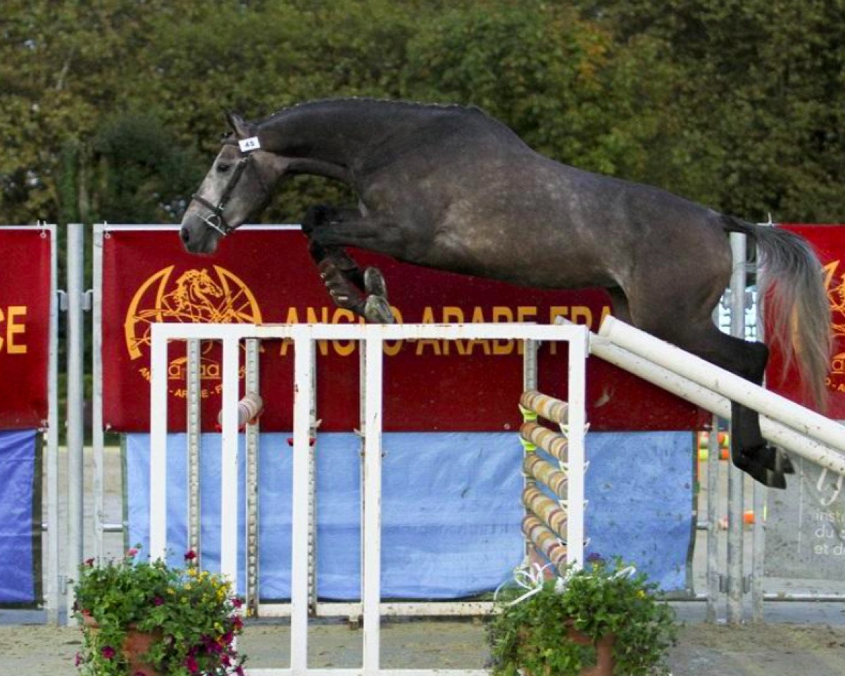 horse Electron D'Ivraie Aa (Anglo-Arabs, 2014, from Visavi d'Ivraie AA)