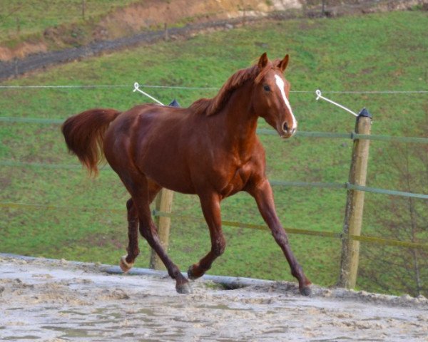 horse Banzaye D'Ivraie (Selle Français, 2011, from Number One D'Iso Un Prince)