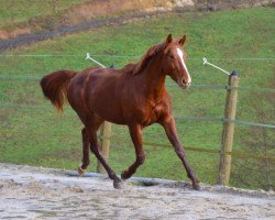 horse Banzaye D'Ivraie (Selle Français, 2011, from Number One D'Iso Un Prince)