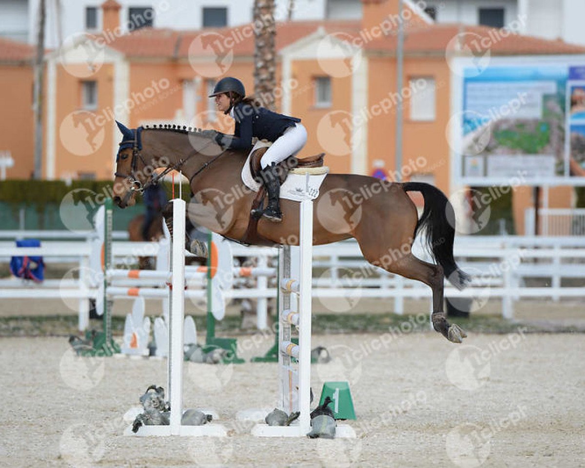 jumper Victoria D'Ivraie (Selle Français, 2009, from Arioso du Theillet)
