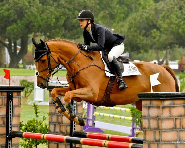 Caballo Volcan d'Ivraie AA (Selle Français, 2009, de Gastronom de Hus)