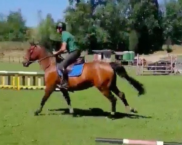 horse Diquick d'Ivraie AA (Anglo-Arabs, 2013, from Quick Star) horse Diquick d'Ivraie AA (Anglo-Arabs, 2013, from Quick Star)
