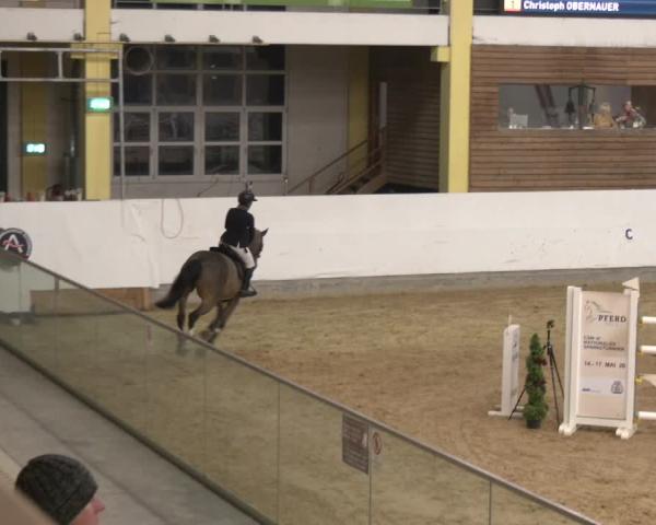 Reitturnier Stadl-Paura 2025