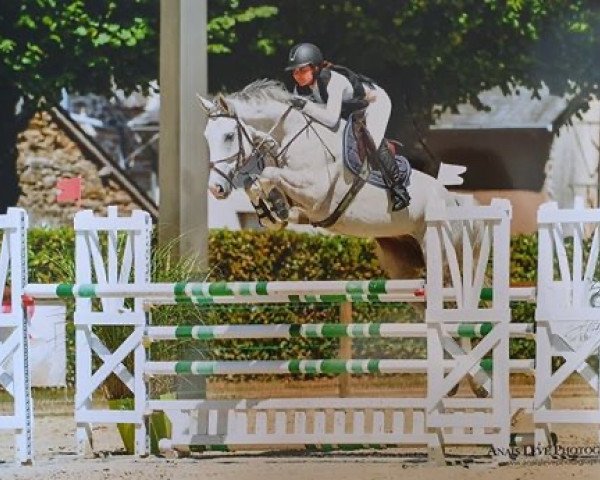 jumper Délice d'Ivraie (Selle Français, 2013, from Ogano Sitte)