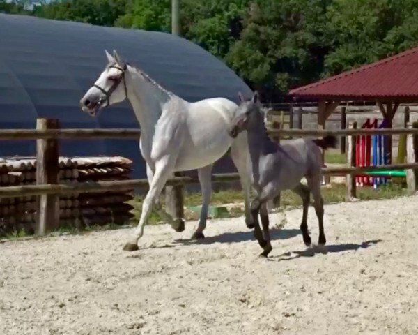 broodmare Voltige d'Ivraie AA (Anglo-Arabs, 2009, from Olala de Buissy)
