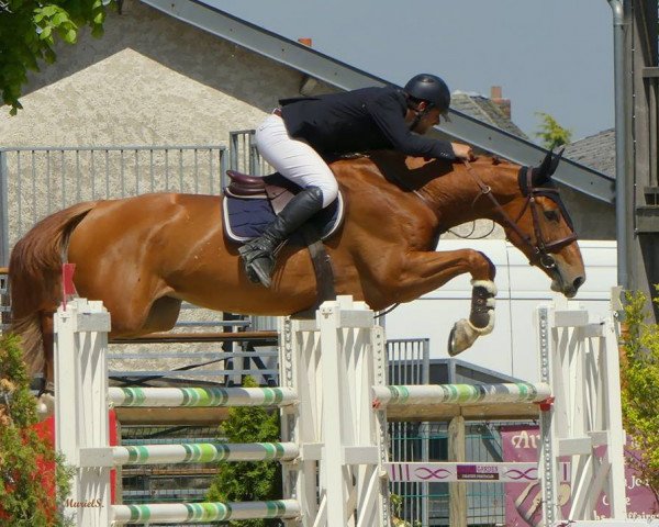 broodmare Bise d'Ivraie (Selle Français, 2011, from Kashmir van't Schuttershof)
