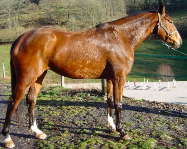 broodmare Loa de Petra AA (Anglo-Arabs, 2004, from Tigris AA)