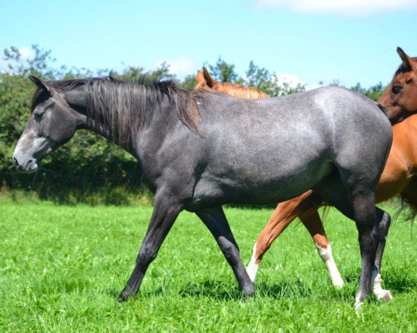 broodmare Caouette d'Ivraie AA (Anglo-Arabs, 2012, from Scandale D'Ivraie)
