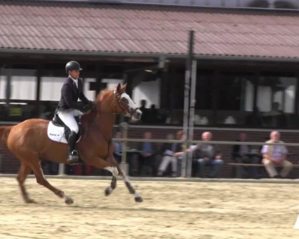 Appelhülsen 2014