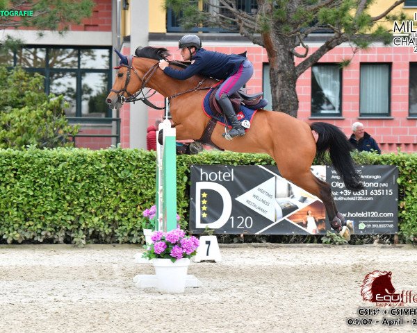 broodmare California del Rilate (Holsteiner, 2010, from Sandro Boy)